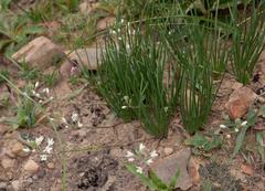 Trachyandra chlamydophylla