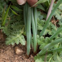 Trachyandra chlamydophylla