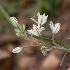Trachyandra chlamydophylla