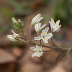 Trachyandra chlamydophylla