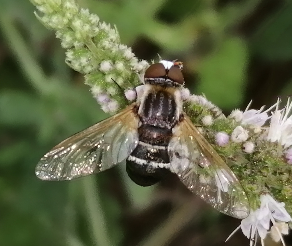 Micomitra iris