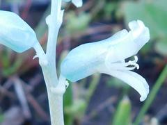 Lachenalia judithiae