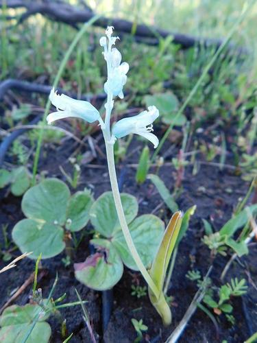 Lachenalia judithiae