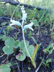 Lachenalia judithiae