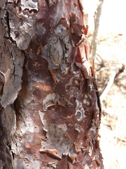 Commiphora monstruosa