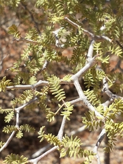 Commiphora monstruosa
