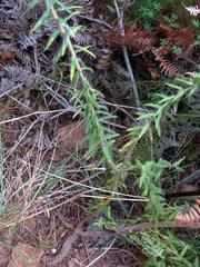 Phylica pubescens pubescens