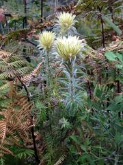 Phylica pubescens pubescens