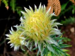 Phylica pubescens pubescens