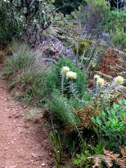 Phylica pubescens pubescens
