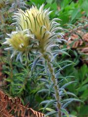 Phylica pubescens pubescens