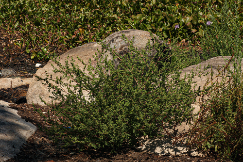 Ambrosia maritima image