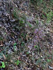 Erica hirtiflora hirtiflora