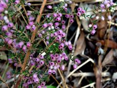 Erica hirtiflora hirtiflora