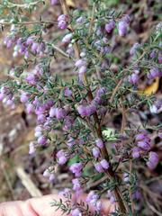 Erica hirtiflora hirtiflora
