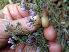 Erica hirtiflora hirtiflora