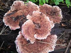 Daedaleopsis confragosa image