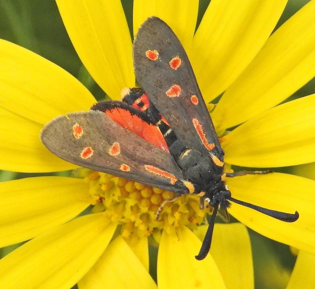Belted Burnets