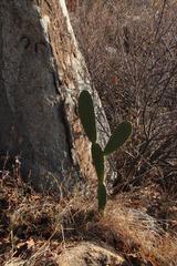Opuntia ficus-indica