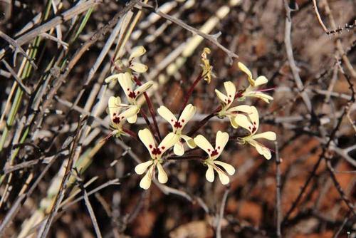 Yellow Storksbill (Pelargonium luteum)