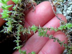 Crassula lanceolata lanceolata