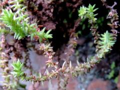 Crassula lanceolata lanceolata