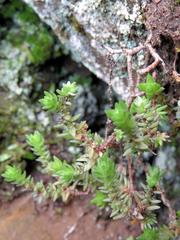 Crassula lanceolata lanceolata