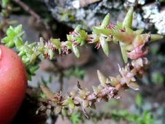 Crassula lanceolata lanceolata