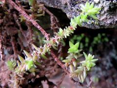 Crassula lanceolata lanceolata