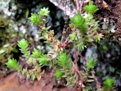 Crassula lanceolata lanceolata