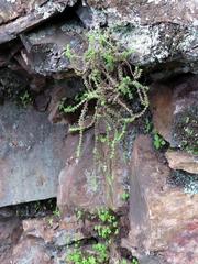 Crassula lanceolata lanceolata