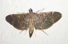 Duponchelia lanceolalis