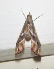 Agathodes musivalis