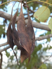 Dalbergia chermezonii image