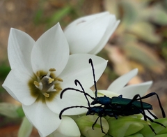 Hypocrites scabriusculus