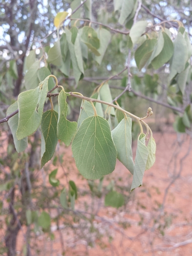 Grewia leucophylla image