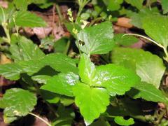 Leidesia procumbens