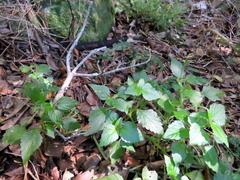 Leidesia procumbens
