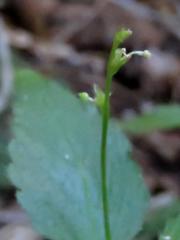 Leidesia procumbens
