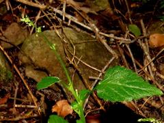 Leidesia procumbens
