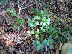 Leidesia procumbens