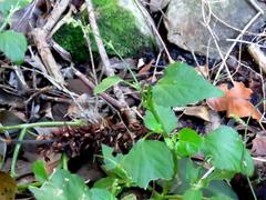 Leidesia procumbens
