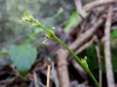 Leidesia procumbens