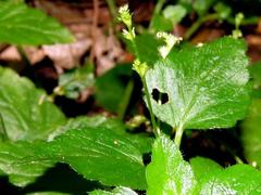 Leidesia procumbens