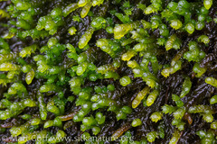 Scorpidium scorpioides