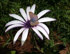 Dimorphotheca spectabilis