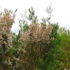 Erica fuscescens
