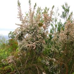 Erica fuscescens