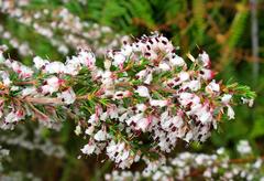 Erica fuscescens