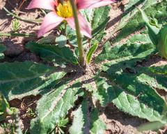 Cyphia phyteuma phyteuma